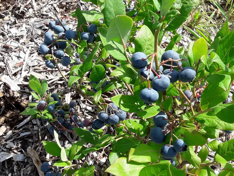 holler-heidelbeeren.de in Hude (Oldenburg)